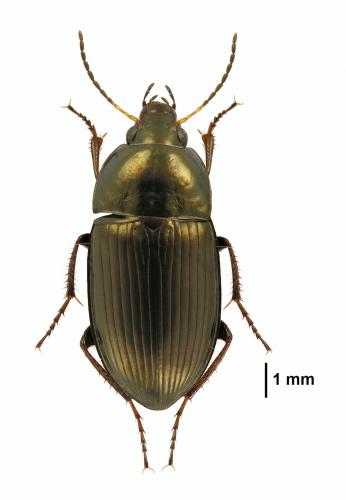 Réf. 199 205 : Amara similata